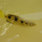 Kimberley Archerfish