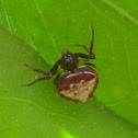 Arrowhead Spider