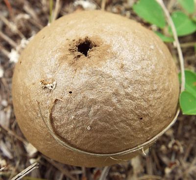 unknown puffball mushroom