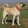 Kangal