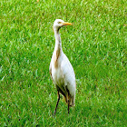 Cattle egret