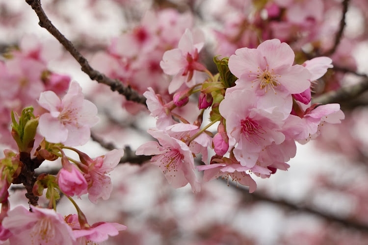 コペンの河津桜とコラボ・夕方曇り空２月18日・ちょっとそこまでに関するカスタム事例の投稿画像2枚目