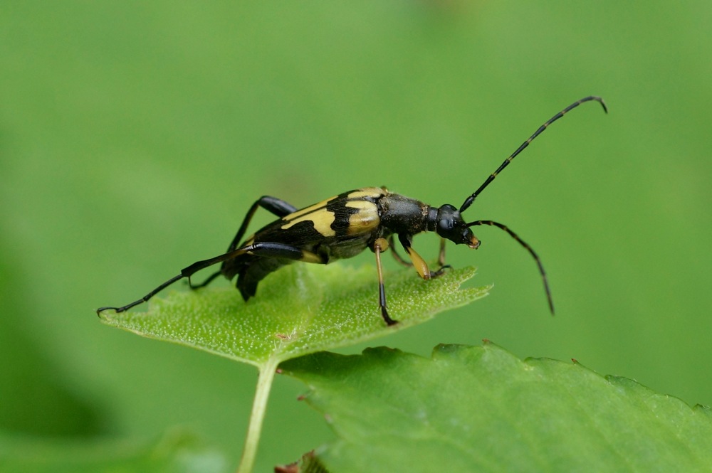 Longhorn Beetle