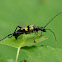 Longhorn Beetle