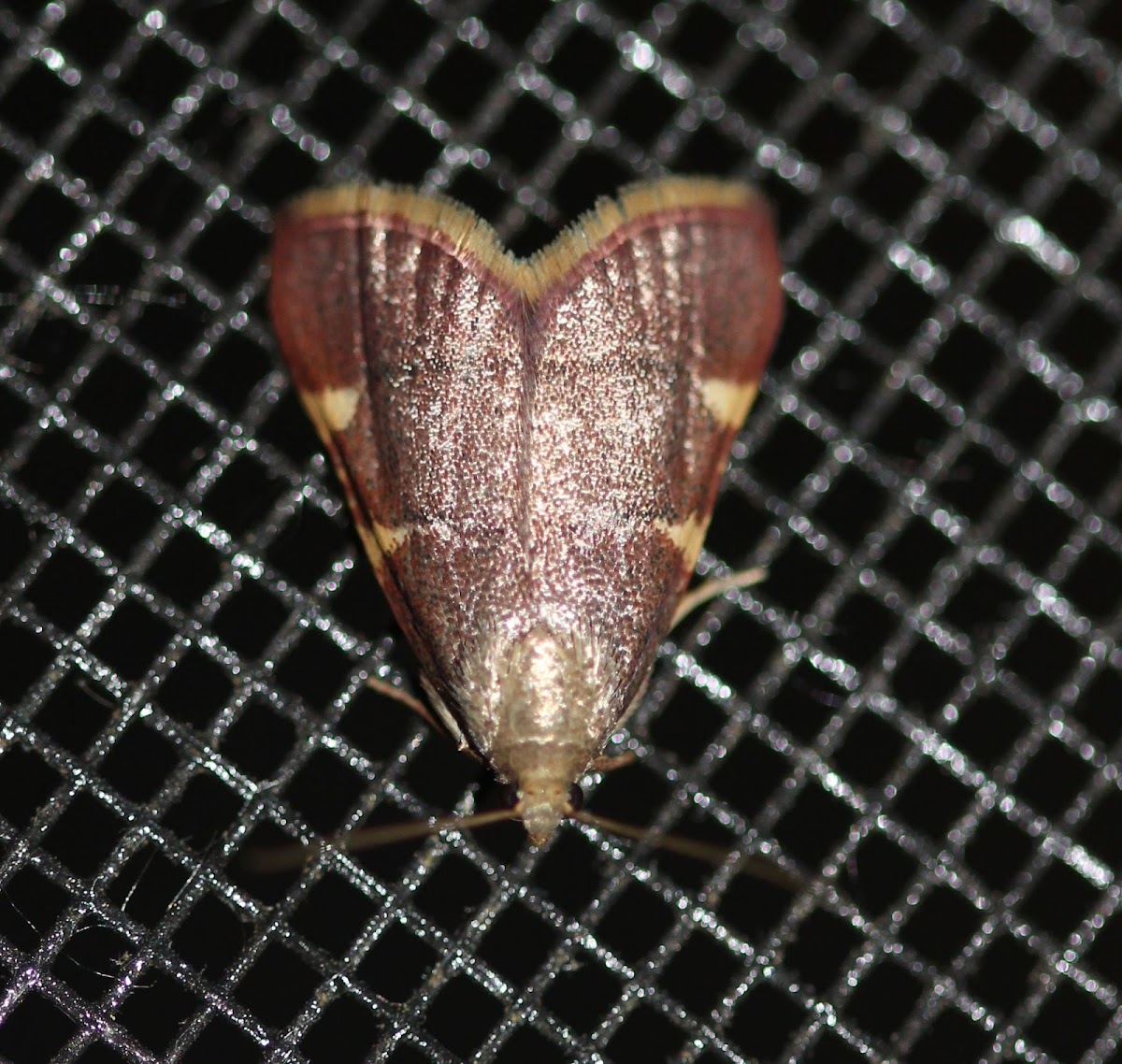 Yellow-fringed Dolichomia Moth