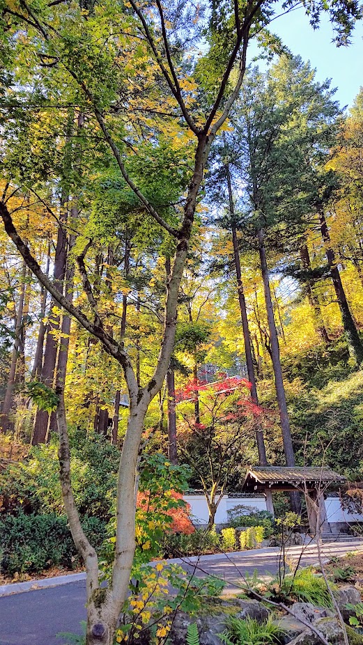 Fall at the Portland Japanese Garden, visiting for Autumn Portland Japanese Garden fall foliage photos on October 2017