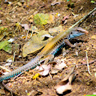 Puerto Rican Giant Ameiva