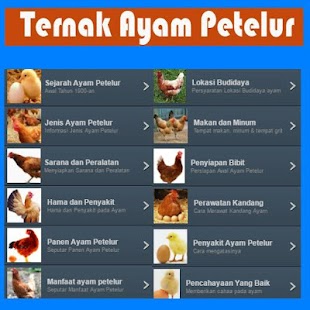 Download Ternak Ayam Petelur APK