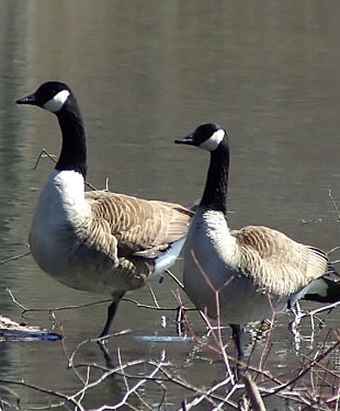 Canada goose