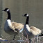 Canada goose