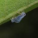 Planthopper