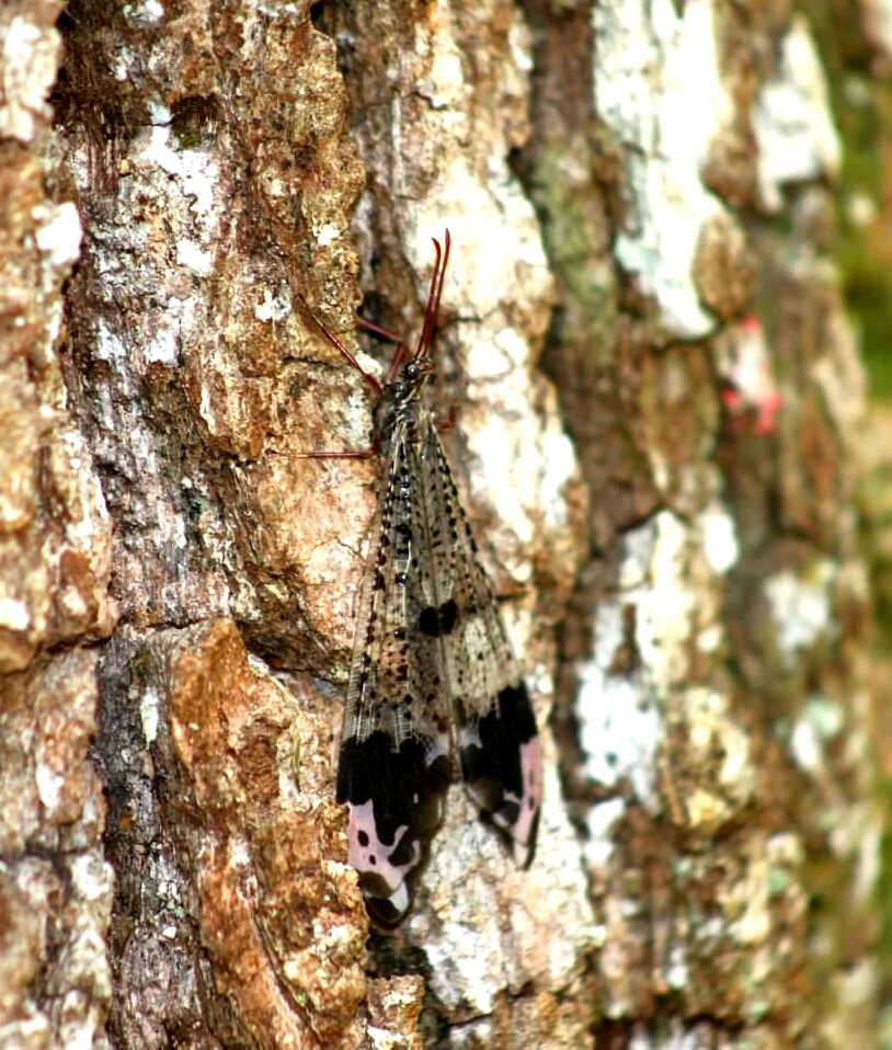 Pleasing Picture-winged Antlion