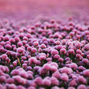 Purple heart flower garden