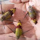 Coffee Bee Hawk Moths