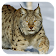 Lynx. Video Wallpaper icon