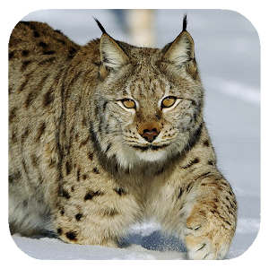 Lynx Mac Download