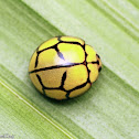 Lady Beetle