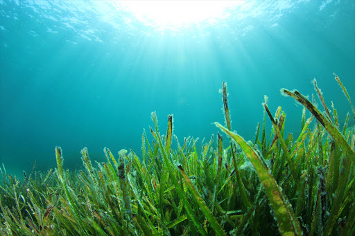 Places with healthy seagrass -- where sponges, clams, small fish and other filter feeders thrive -- can reduce bacteria that is harmful to both people and marine life by up to 50 percent, said the study in the journal Science.