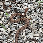 Eastern copperhead