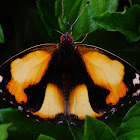 Yellow Pansy