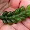 Succulent green seaweed