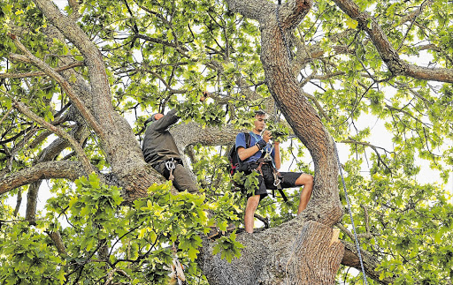 Hannes Breytenbach, 25, tries to stop a tree in Newlands, Cape Town, being felled yesterday