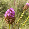 Orquídea piramidal