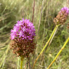 Orquídea piramidal