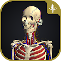 3D motion anatomy teamLabBody icon