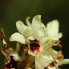 Orthochilus orchid