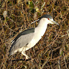 Black-crowned night heron