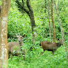 Sambar deer