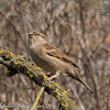 House Sparrow