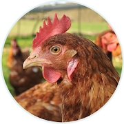 Chicken breeding