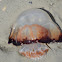 Cannonball jellyfish