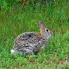 Eastern cottontail