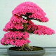 Download Nice Design of Bonsai For PC Windows and Mac 1.0