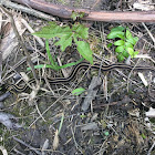 Eastern Garter Snake