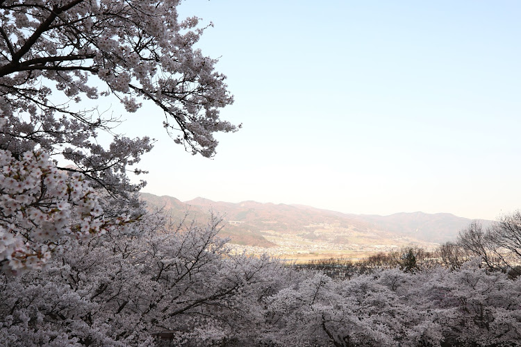 Nボックスカスタムのサクラと愛車・嫁ちゃんの・桜・退院しました・リハビリ兼ねてに関するカスタム事例の投稿画像2枚目