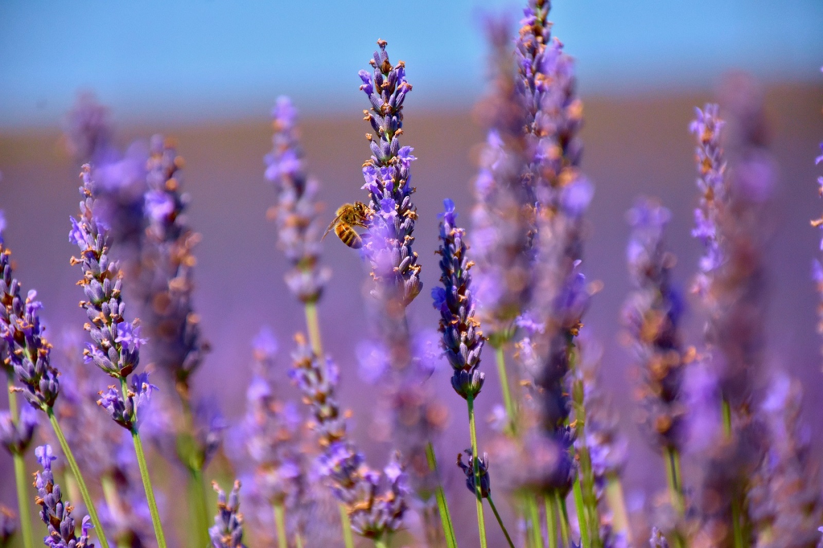 Posata sul viola di MaxMena5