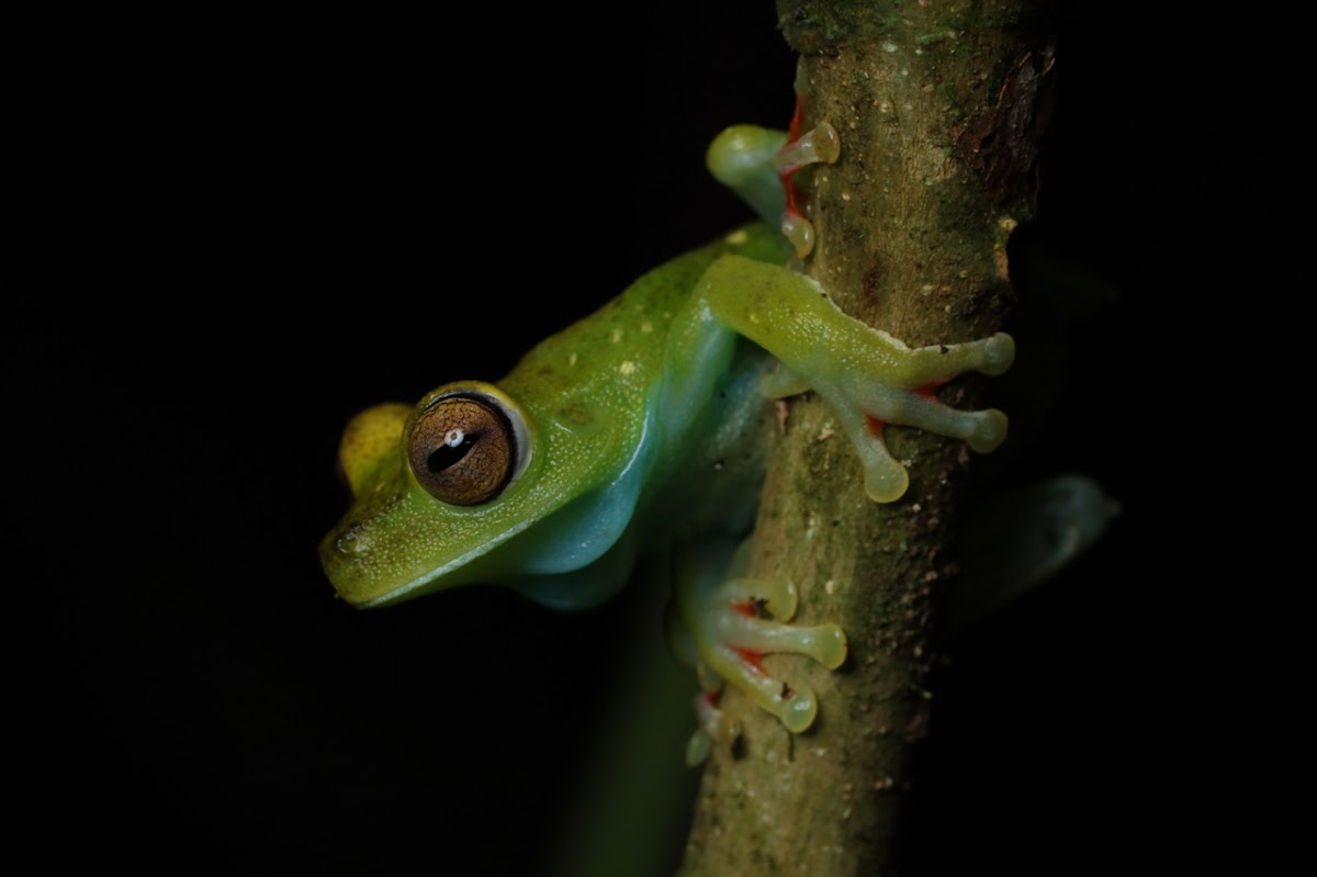 Red-webbed Treefrog