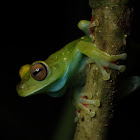 Red-webbed Treefrog