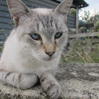 Celeste sguardo di zaffiri ghiacciati di 