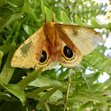 Io Moth (male)