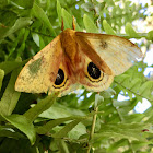 Io Moth (male)