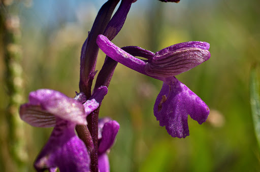 Anacamptis Orchis morio