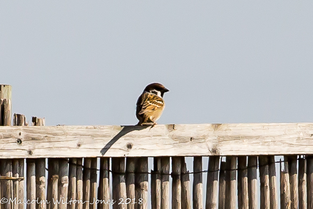 Tree Sparrow; Gorrión Molinero