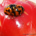 Ladybird/Ladybug