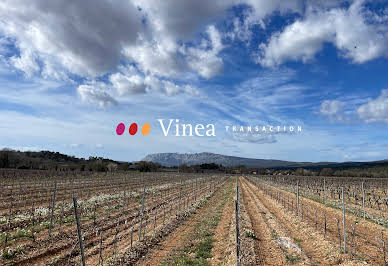 Vignoble 11