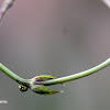 Lady bug - Mariquita